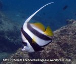 Butterflyfish_Bannerfish_Longfin-Bannerfish_Heniochus-acuminatus_P4154199_.JPG
