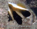 Species_Fish_Butterflyfish_Bannerfish_Phantom-Bannerfish_Heniochus-pleurotaeniaP4154207_Surin