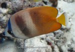Species_Fish_Butterflyfish_Blacklip-Butterflyfish-AKA-Brown-Butterflyfish_Chaetodon-kleinii_IMG_0430