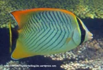 Species_Fish_Butterflyfish_Chevroned-Butterflyfish_Chaetodon-trifascialis_IMG_1473_