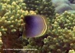 Species_Fish_Butterflyfish_Eastern-triangular-butterflyfish_Chaetodon-baronessa_PC180405_