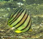 Species_Fish_Butterflyfish_Eight-Banded-Butterflyfish_Chaetodon-octofasciatus_IMG_1475