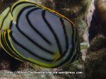 Butterflyfish_Meyers-Butterflyfish_Chaetodon-meyeri_P4113530_.JPG