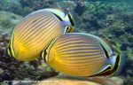 Species_Fish_Butterflyfish_Redfin-Butterflyfish_Chaetodon-lunulatus_P7051703_