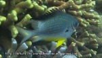 Species_Fish_Damselfish_Whitebelly-Damselfish-AKA-Yellowbelly-Damselfish_Amblyglyphidodon-leucogaster_P8150148_P1018553