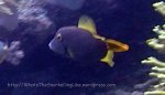 Filefish_Yelloweye-Filefish_Cantherhines-dumerilii_P8150179_P1018588.jpg