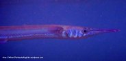 Species_Fish_Needlefish_Reef-Needlefish_Strongylura-incisa_