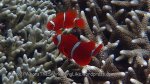 Nemo_Anemonefish_Spinecheek-Anemonefish_Premnas-biaculeatus_P7095529.JPG