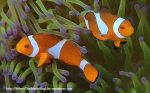 Species_Fish_Nemo_False-Clown-Anemonefish_Amphiprion-percula_P7060214
