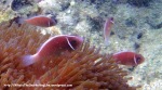 Species_Fish_Nemo_Pink-Skunk-Anemonefish_Amphiprion-perideraion_P8020845_
