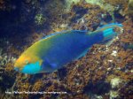 Species_Fish_Parrotfish_Yellow-Barred-Parrotfish_Scarus-dimidiatus_P8051578_