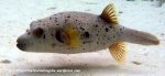 Species_Fish_Pufferfish_Blackspotted-Pufferfish-Aothon-nigropunctanus_P3210955_