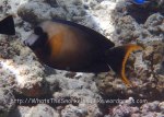 Surgeonfish_Mimic-Surgeonfish_Acanthurus-pyroferus_P7105753.jpg