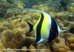 Species_Fish_Surgeonfish_Moorish-Idol_Zanclus-cornutus_P5042331_new