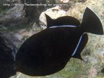 Triggerfish_Indian-Triggerfish_Melichthys-indicus_P4092827_.jpg