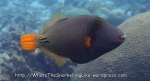 Species_Fish_Triggerfish_Orange-Lined-Triggerfish_Balistapus-undulatus_P4133859_