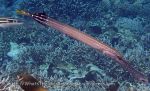 Trumpetfish_Chinese-Trumpetfish_Aulostomus-chinensis_P6274420.jpg