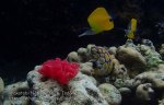 Indo_Wakatobi_568_Hoga-05_Nudibranch-eggs-Sea-Squirt-Ascidian(Polycarpa-aurata)-Longnose-Butterflyfish_P8150175_P1018583