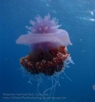 588_Hoga-06_Crown-Jellyfish-Cephea_P8170043_P1018565.jpg