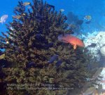 919_Tomia-06_Red-Coral-Grouper_P8130238_P1018759.jpg